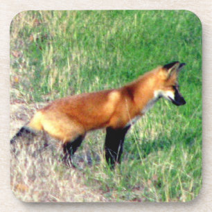 Roter Fox-Untersetzer Untersetzer
