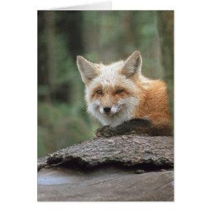 Roter Fox (Vulpes Vulpes)