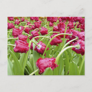 Roter Fringer Postkarte