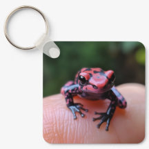 Roter Frosch