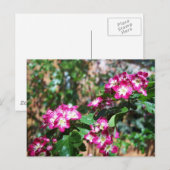 Roter Frühlings-Weißdorn Postkarte (Vorne/Hinten)
