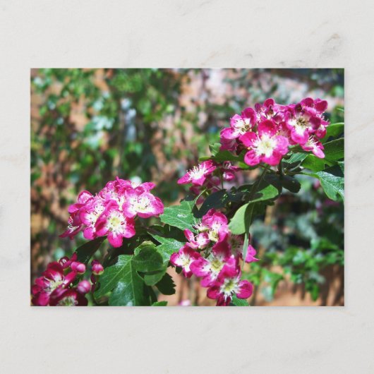 Roter Frühlings-Weißdorn Postkarte (Vorderseite)