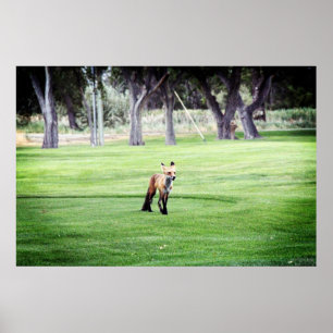 roter Fuchs Farbposter Fotodruck Poster