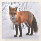 Roter Fuchs Foto Glasuntersetzer (Vorderseite)