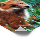 Roter Fuchs im natürlichen Lebensraum Poster (Ecke)