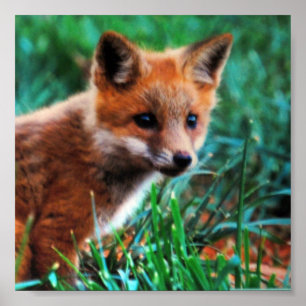 Roter Fuchs im natürlichen Lebensraum Poster