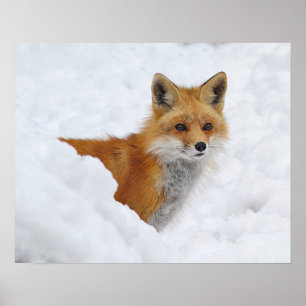 Roter Fuchs im Schnee Poster