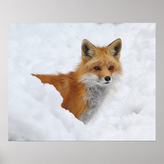 Roter Fuchs im Schnee Poster (Vorne)