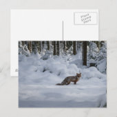 Roter Fuchs im Schnee Postkarte (Vorne/Hinten)