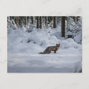 Roter Fuchs im Schnee Postkarte