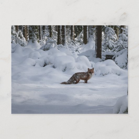 Roter Fuchs im Schnee Postkarte (Vorderseite)