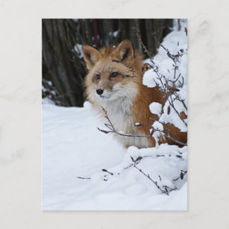 Roter Fuchs im Schnee Postkarte