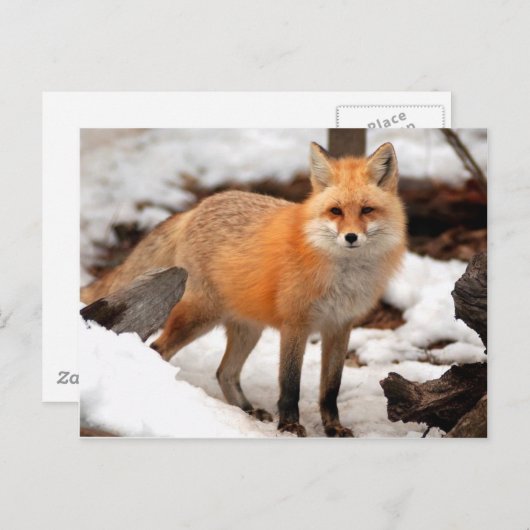 Roter Fuchs im Schnee Postkarte (Vorne/Hinten)