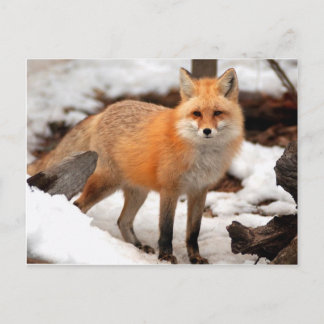 Roter Fuchs im Schnee Postkarte