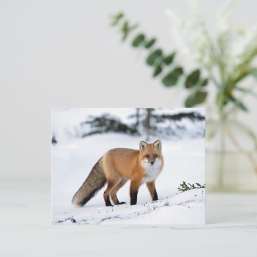 Roter Fuchs im Schnee Postkarte (Stehend Vorderseite)