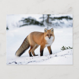 Roter Fuchs im Schnee Postkarte