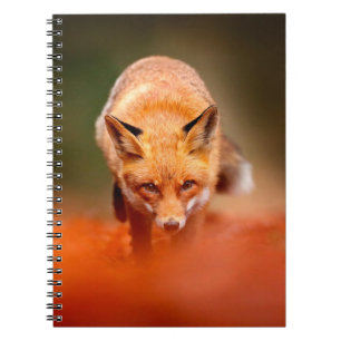 Roter Fuchs läuft auf orangen Herbstblättern. Süße Notizblock