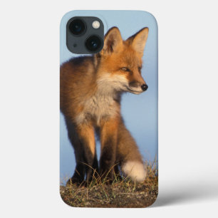 roter Fuchs, Vulpes Vulpes, im 1002 Bereich von Case-Mate iPhone Hülle