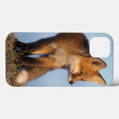 roter Fuchs, Vulpes Vulpes, im 1002 Bereich von Case-Mate iPhone Hülle (Rückseite (Horizontal))
