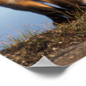 Roter Fuchs, Vulpes vulpes, im 1002 Gebiet von Poster (Ecke)