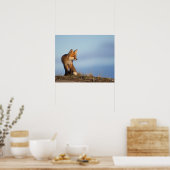 Roter Fuchs, Vulpes vulpes, im 1002 Gebiet von Poster (Küche)