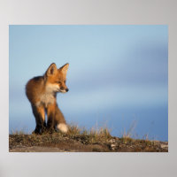 Roter Fuchs, Vulpes vulpes, im 1002 Gebiet von