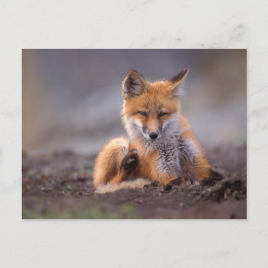 roter Fuchs, Vulpes Vulpes, Welpe, der sich Postkarte (Vorderseite)