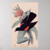 Roter Geflügel von John James Audubon Poster (Vorne)