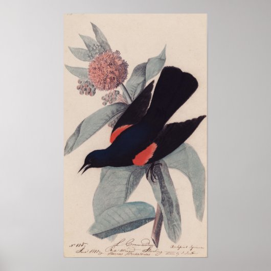 Roter Geflügel von John James Audubon Poster (Vorne)