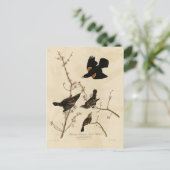 Roter geflügter Blackbird - Audubons Vögel in Amer Postkarte (Stehend Vorderseite)