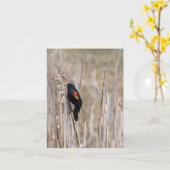 Roter geflügter Blackbird auf Unkraut Karte (Gelbe Blume)