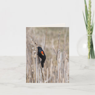 Roter geflügter Blackbird auf Unkraut Karte