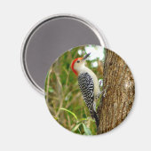 Roter Gelbbbauchfisch Woodpecker Bird Magnet (Vorderseite/Rückseite)