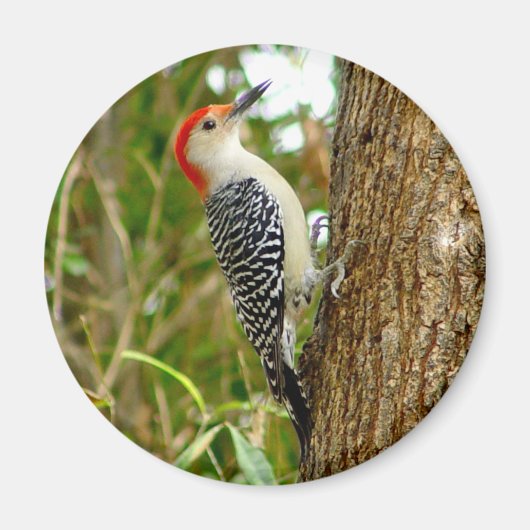 Roter Gelbbbauchfisch Woodpecker Bird Magnet (Vorne)