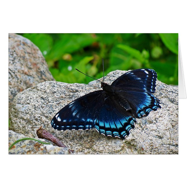 Roter Gepunkteter Lila Schmetterling (Vorderseite (Horizontal))