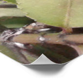 Roter gepunkteter Lila Schmetterling, Ohio Poster (Ecke)