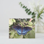 Roter gepunkteter Lila Schmetterling, Ohio Postkarte (Stehend Vorderseite)