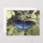 Roter gepunkteter Lila Schmetterling, Ohio Postkarte (Vorne/Hinten)