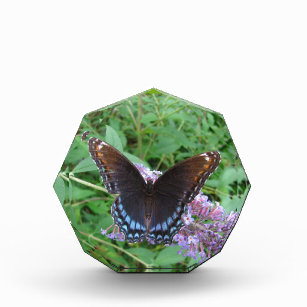 Roter gepunkteter lila Schmetterling ~ Preis