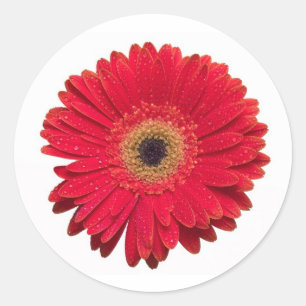 Roter Gerbera-Aufkleber Runder Aufkleber