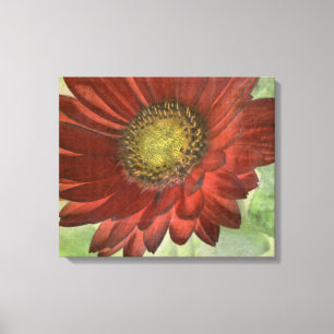 Roter Gerbera Leinwanddruck