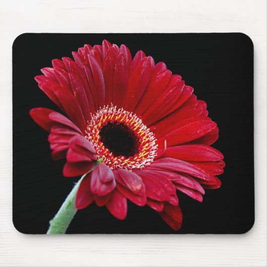 Roter Gerbera Mousepad (Vorne)