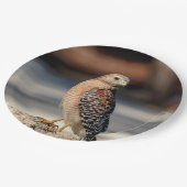 Roter geschulterter Falke auf einem Felsen Pappteller (Schrägansicht)