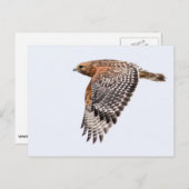 Roter geschulterter Falke im Flug Postkarte (Vorne/Hinten)