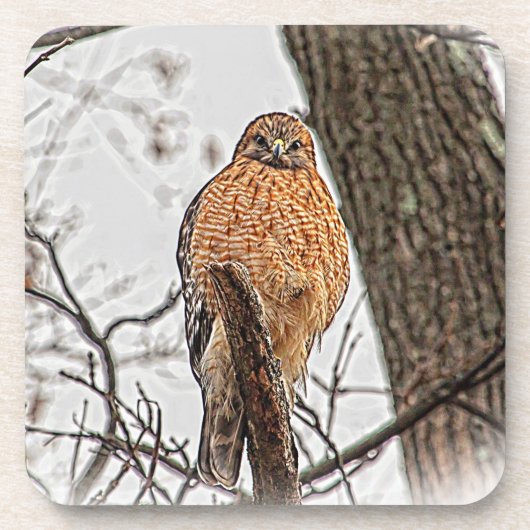 Roter geschulterter Falke in einem Baum Getränkeuntersetzer (Vorderseite)