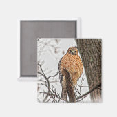 Roter geschulterter Falke in einem Baum Magnet (Vorderseite/Rückseite)