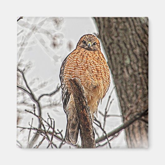 Roter geschulterter Falke in einem Baum Magnet (Vorne)
