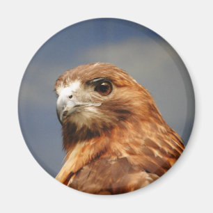 Roter geschulterter Falke Magnet