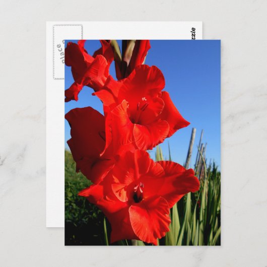 Roter Gladiolus und der Blaue Himmel Postkarte (Vorne/Hinten)