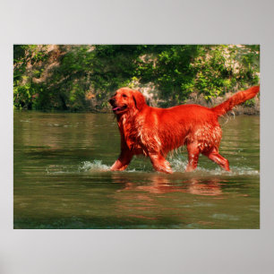 Roter Golden Retriever läuft im Wasser Poster